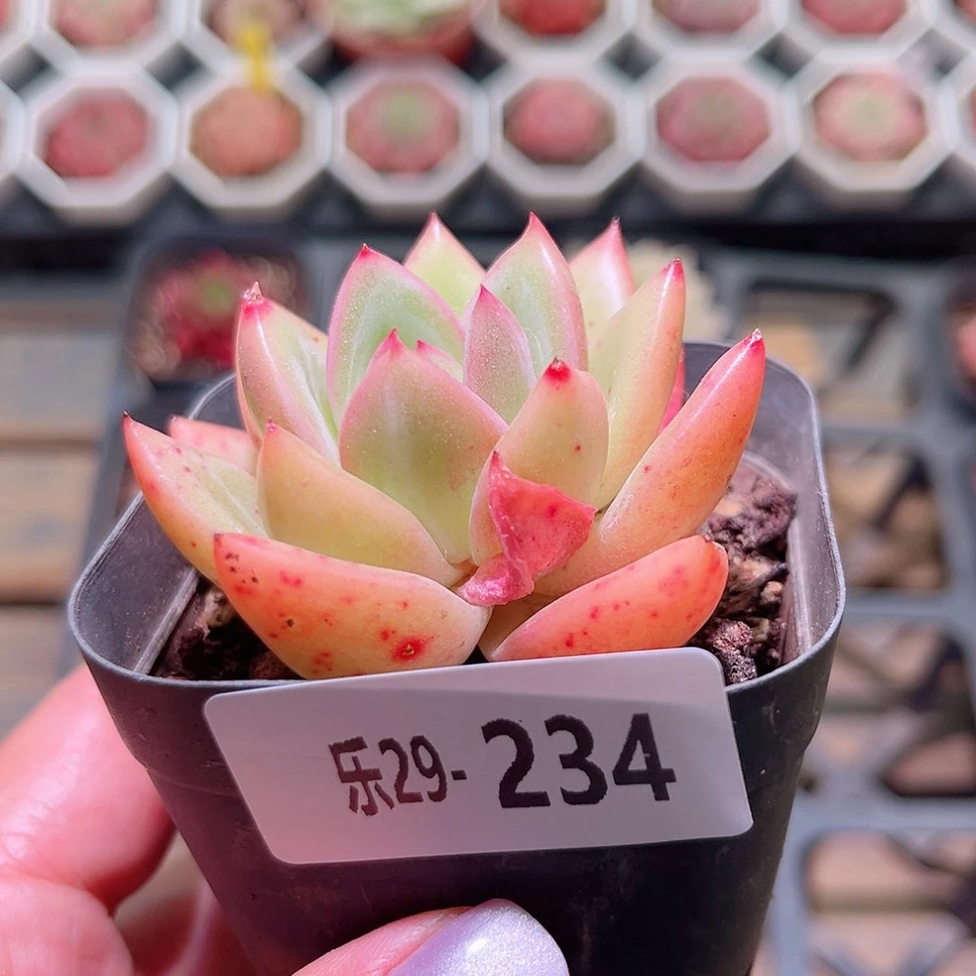 乐然29-234 香槟单头