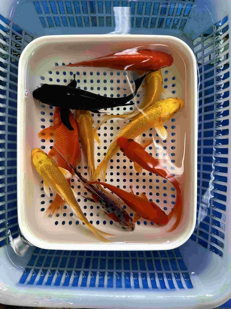 2号 锦鲤草金2黄2白4红1兰花1黑8-10公分 红色是草金 包邮锦鲤