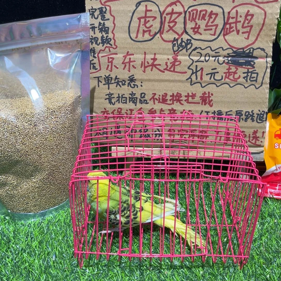 用***8虎皮鹦鹉大头虎皮鹦鹉一只，竞拍不退不换