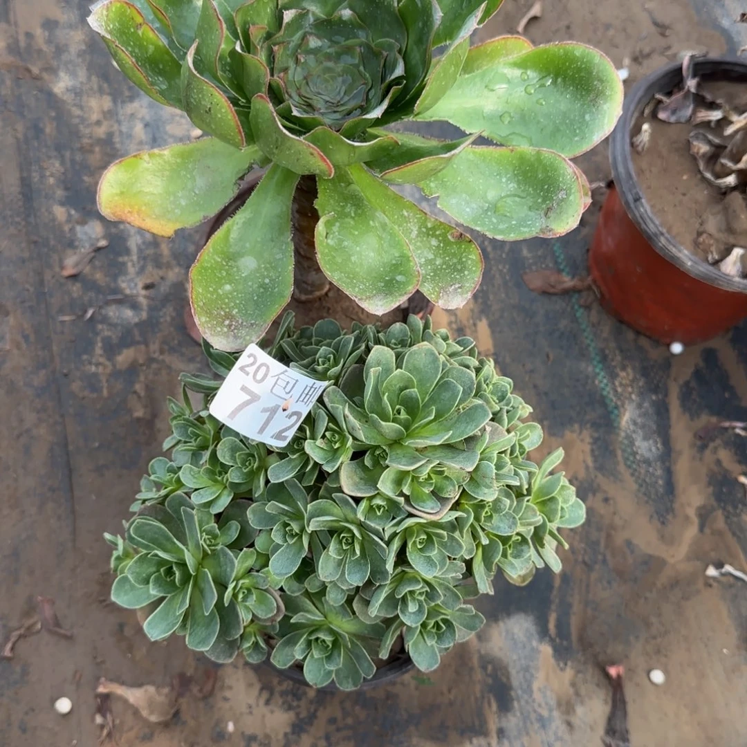 多肉486+712满20包邮断枝不包