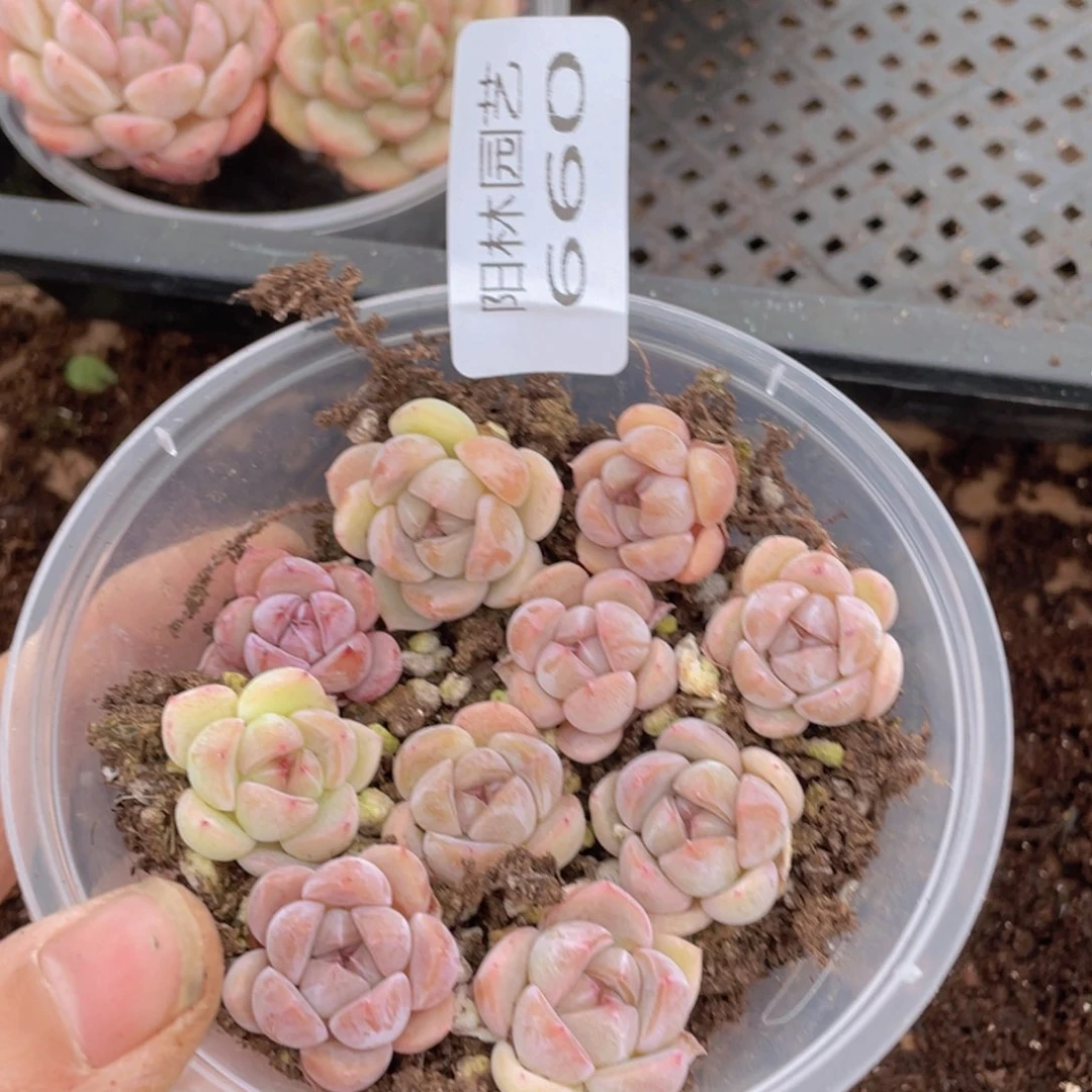 多肉植物多肉植物660