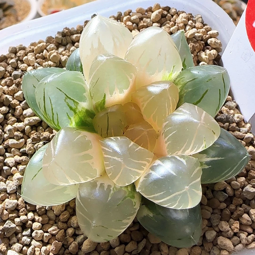 197号OM玉露锦一物一拍带盆土