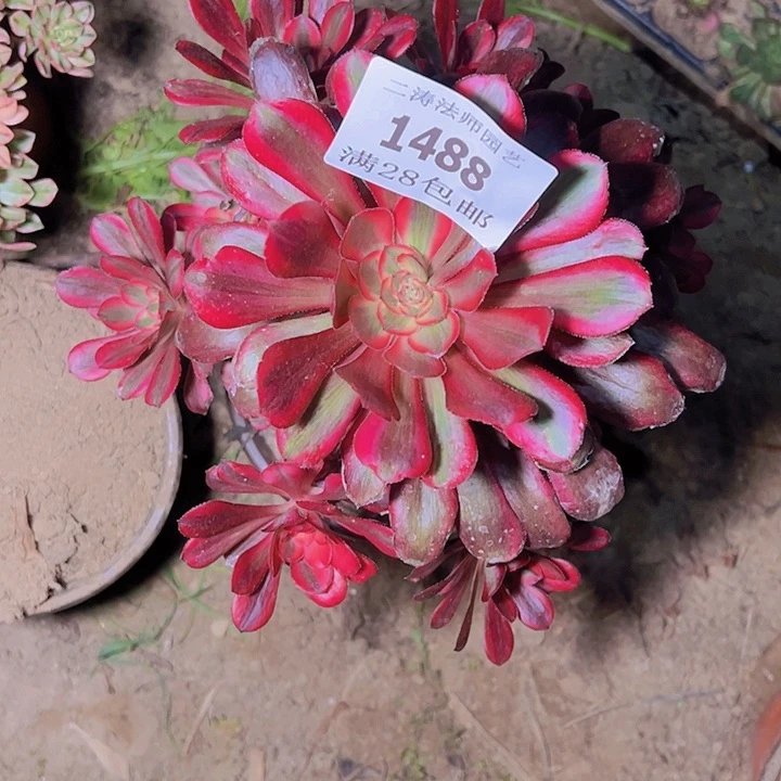 1488香奈尔多肉植物2号