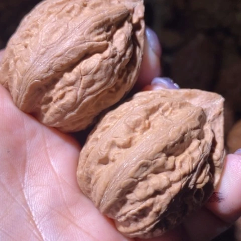 文玩核桃把件东北野生楸子小美153