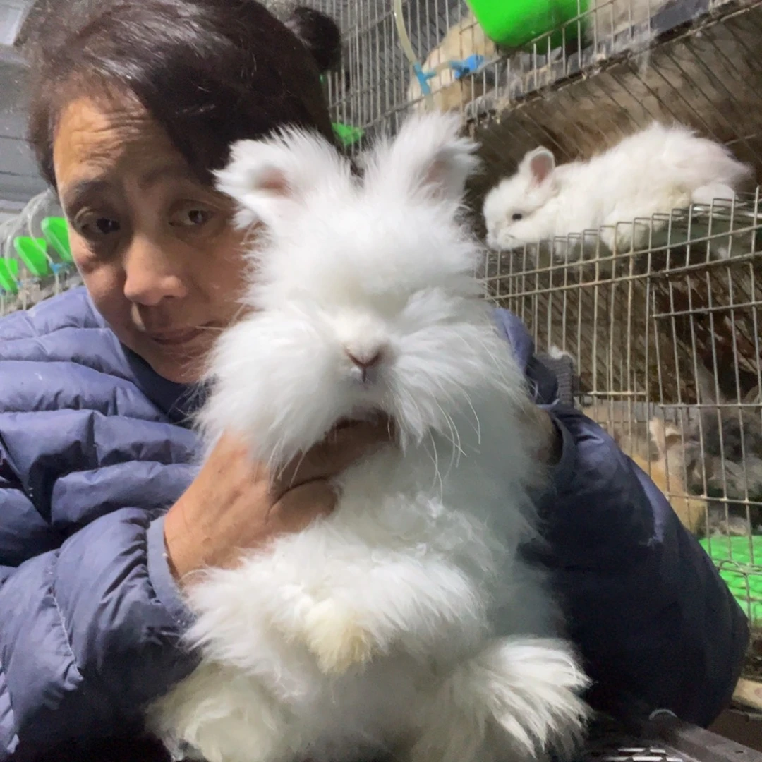 双血统英系安哥拉兔