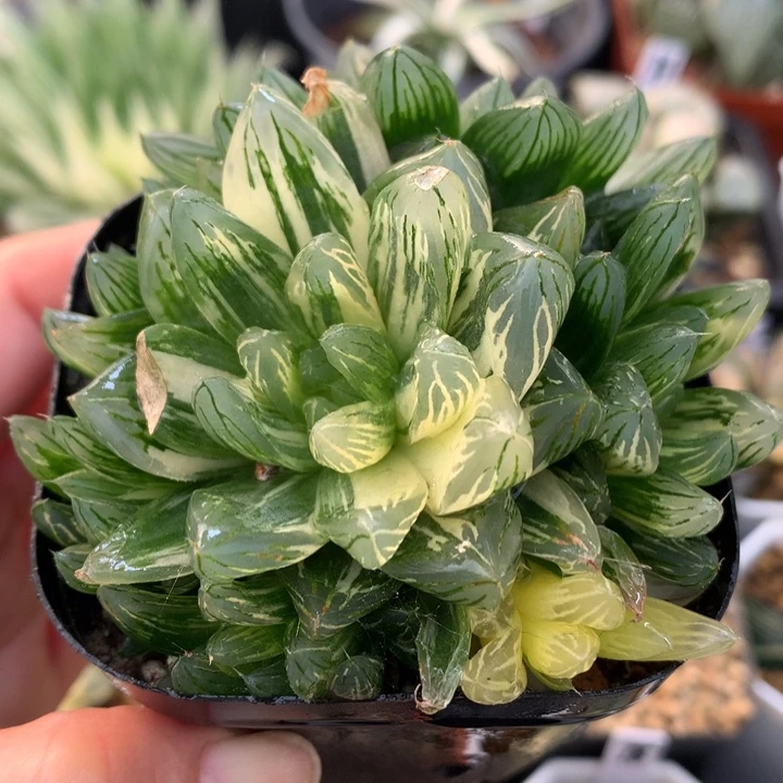 群生花火玉露锦，带盆一起