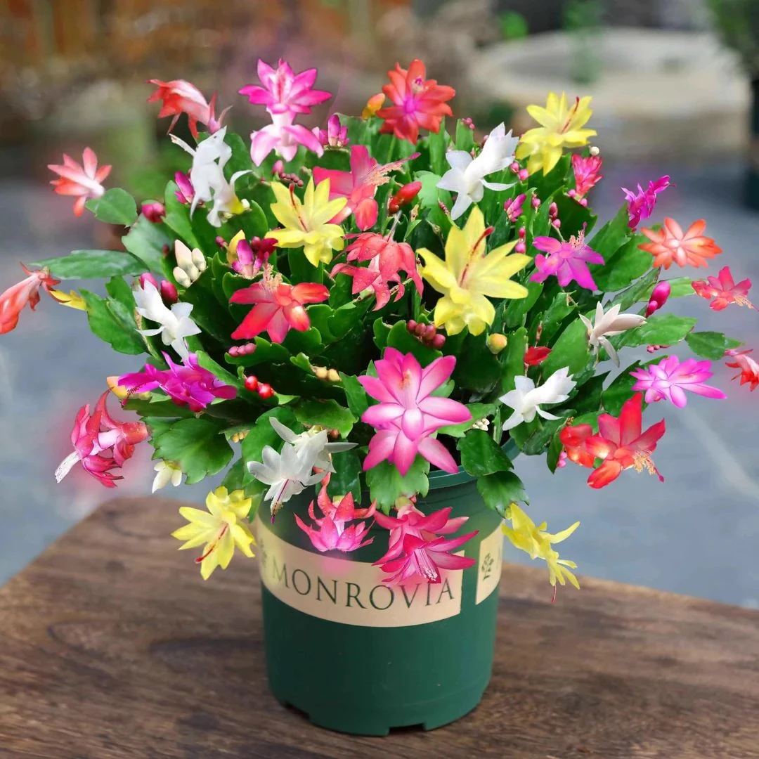 蟹爪兰盆栽带花苞多色花苗四季绿植花卉植物室内螃蟹爪莲开花好养