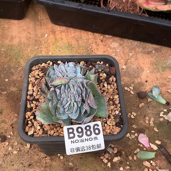 福***晚白凤缀化 986 需延迟发货 退单拉黑