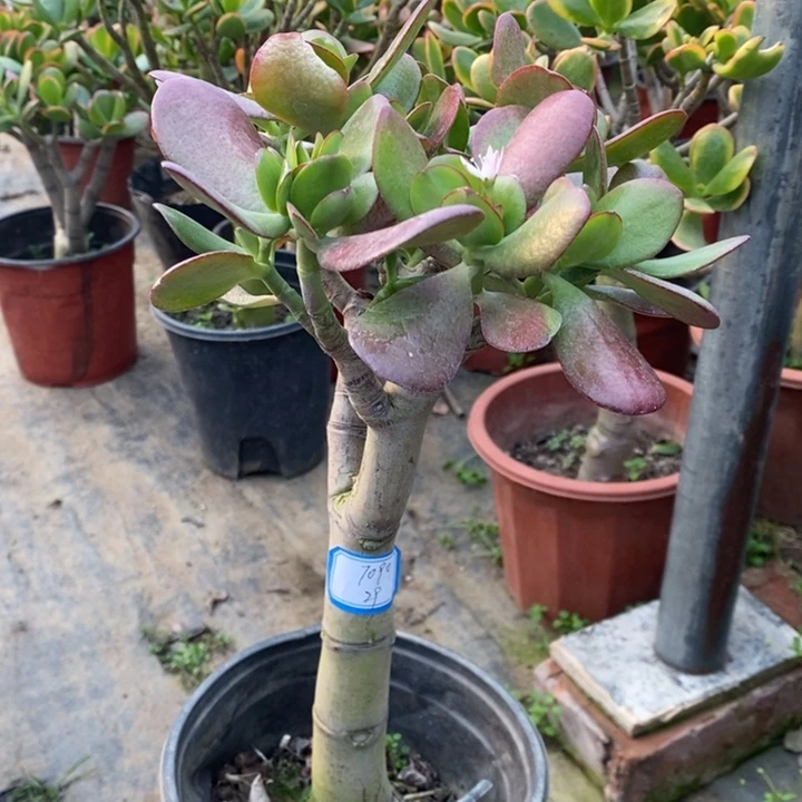 红叶紫叶玉树一物一拍