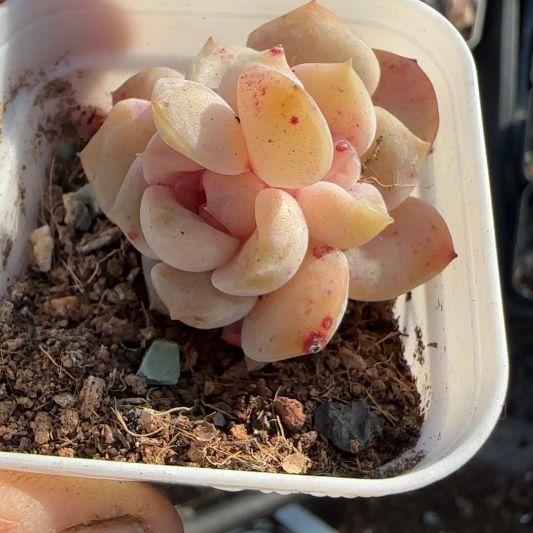 多肉小卡拉米糖心一物一拍