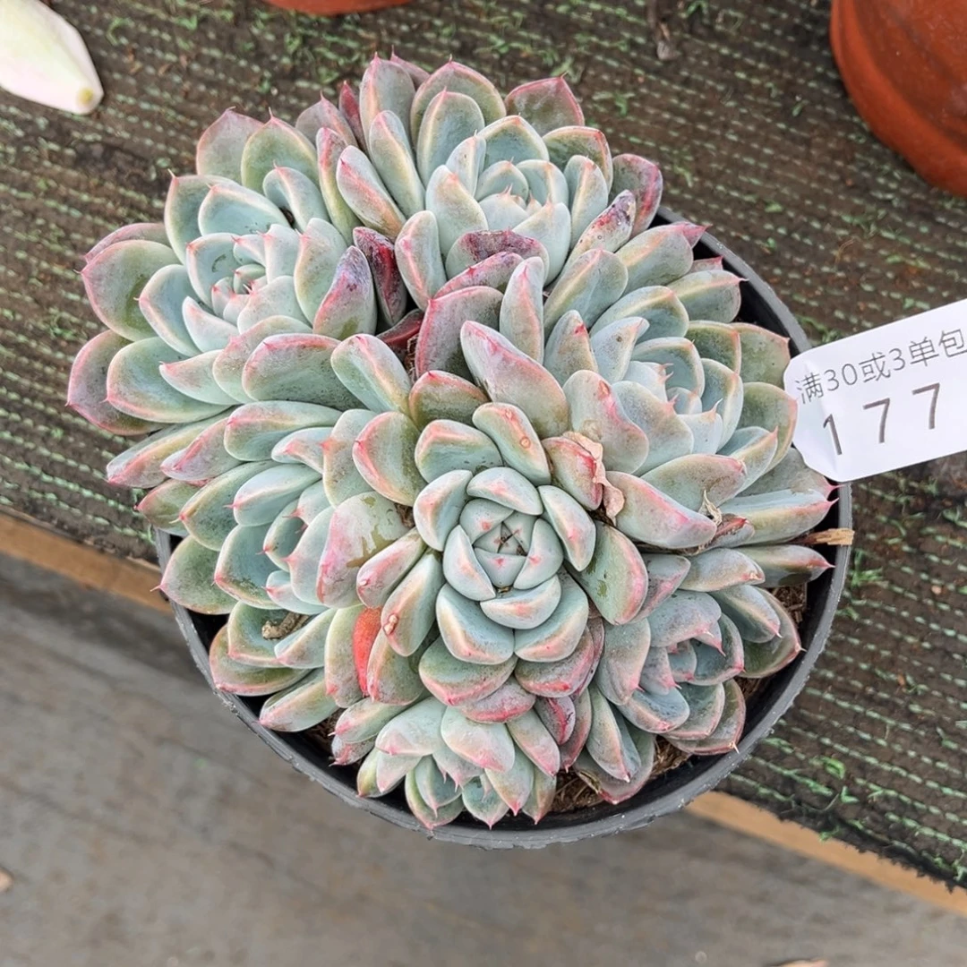 177阿尔巴家人多肉植物