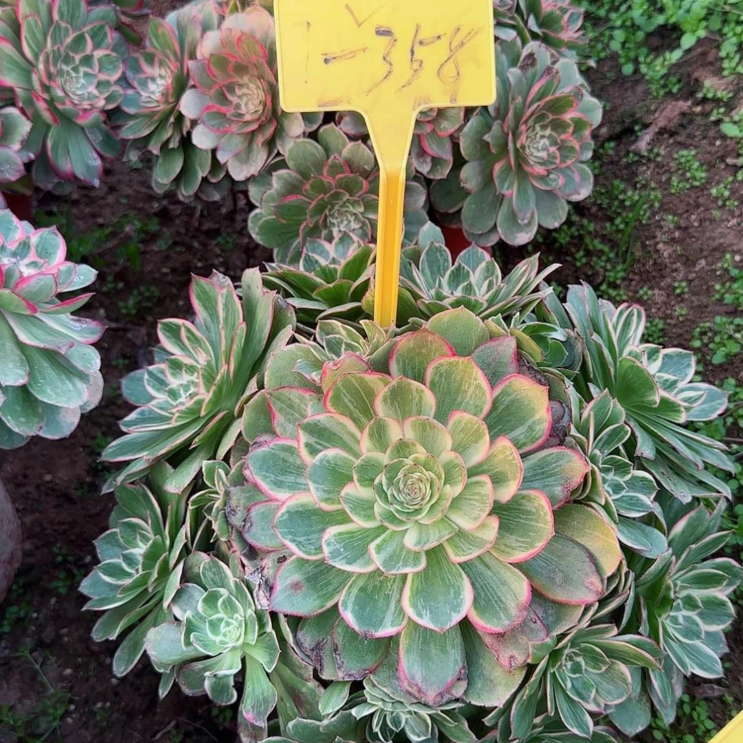 1-358---多头多肉植物