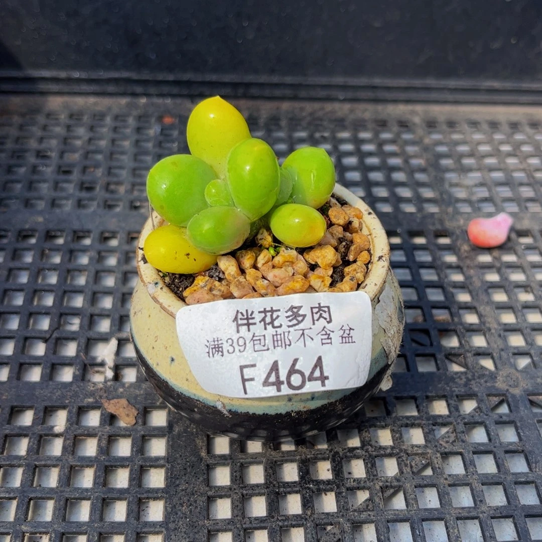 464-芒果奶多肉5cm