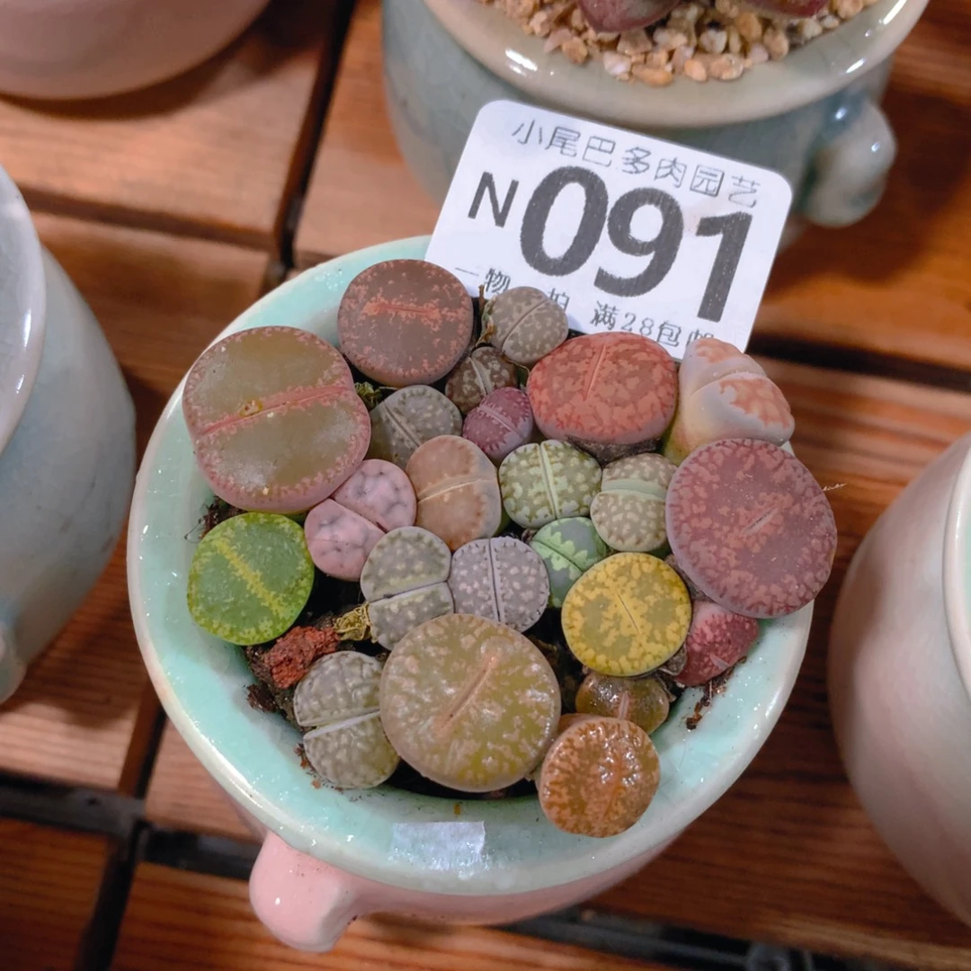 小尾巴5CM迷你拇指盆N091