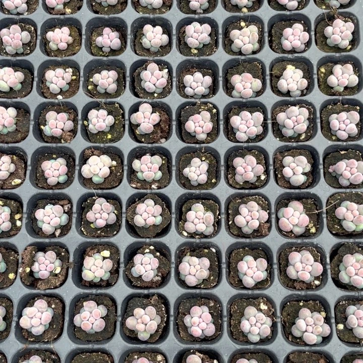 汤圆小的25颗随机发满18包邮