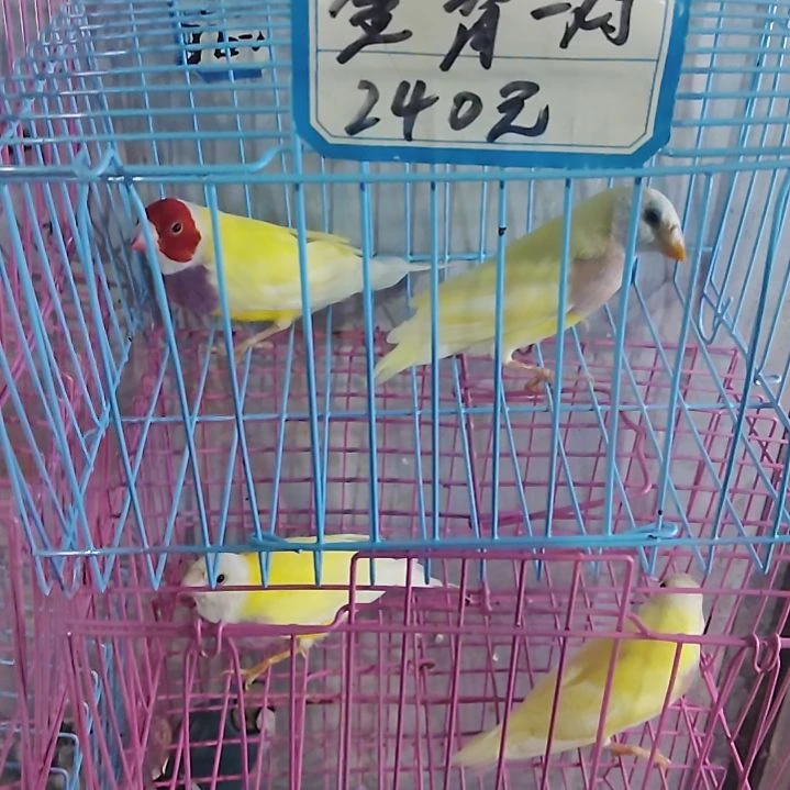 S***陈文鸟红头配白头一对包活到家收到货拍开箱视频