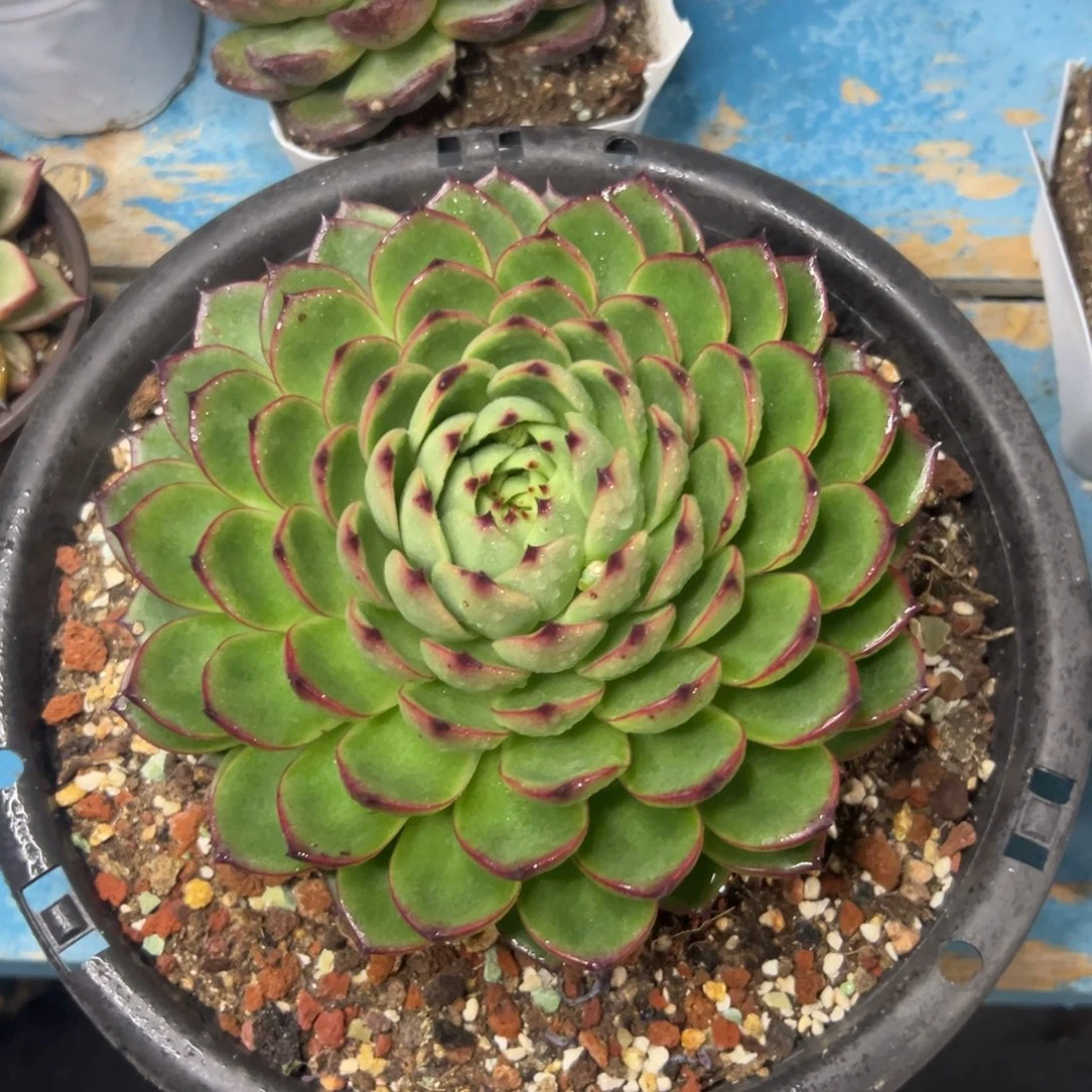 多肉植物一物一拍（3号）