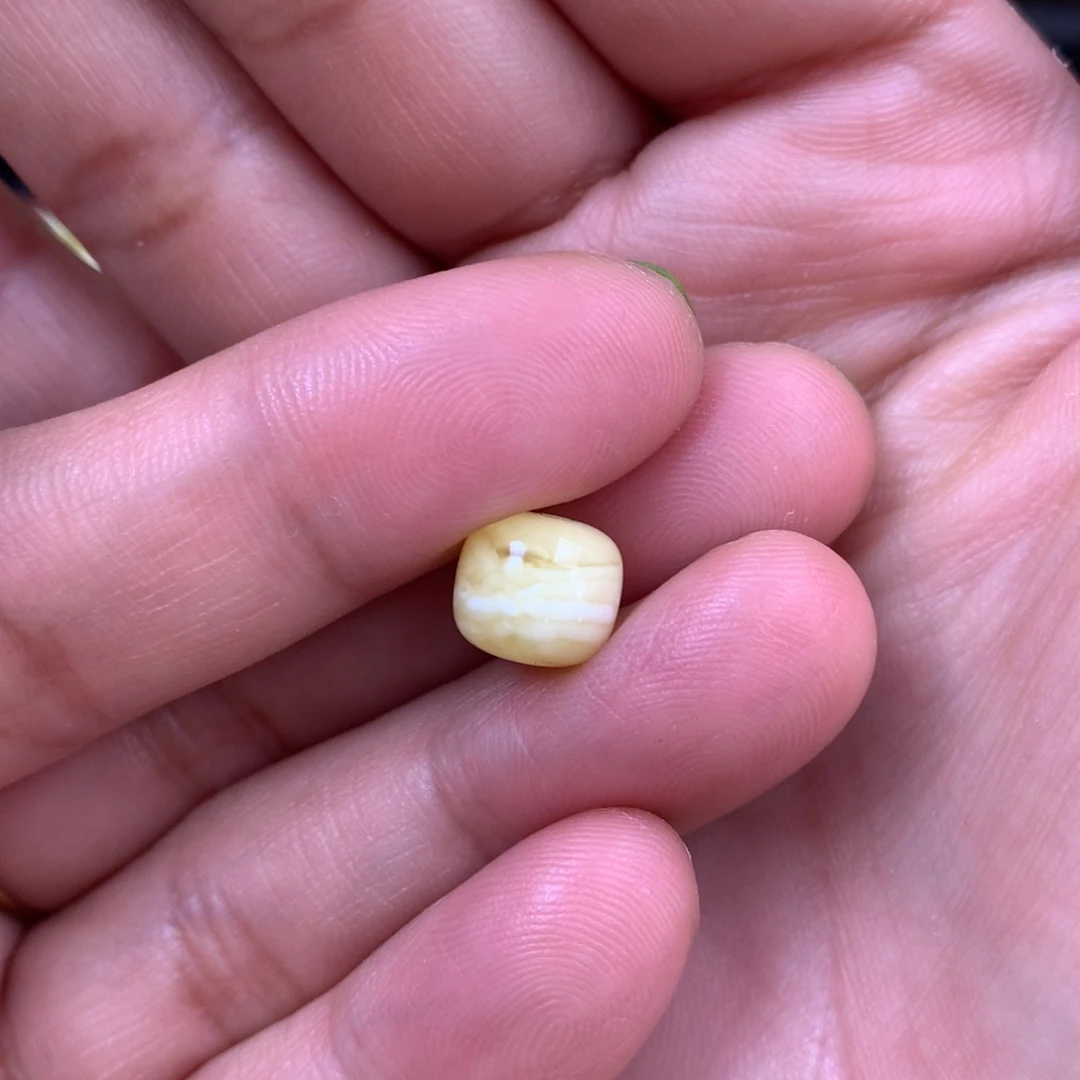 琥珀裸石未镶嵌不****！蜜蜡