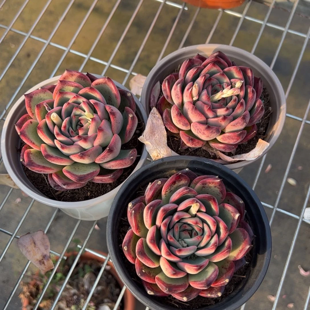 篝火三盆多肉植物