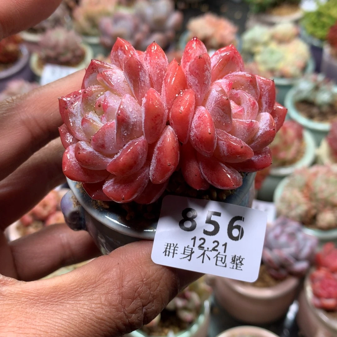 精控拇指盆12.21856