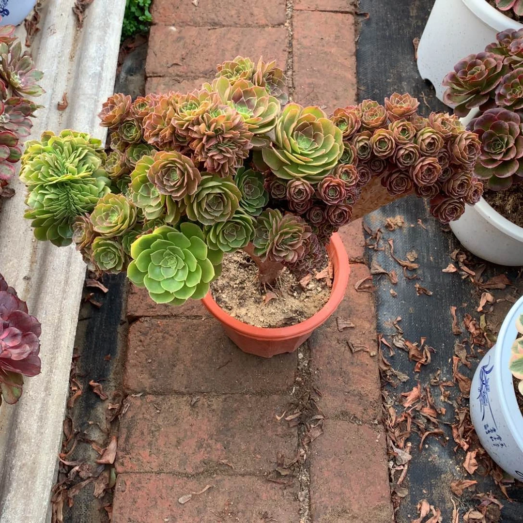 万缀朵朵，多肉植物