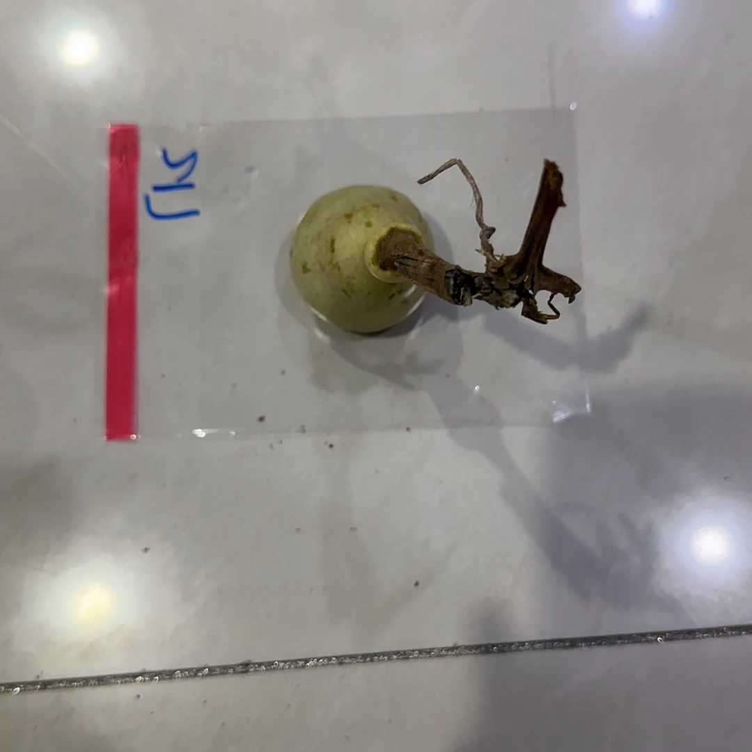 淘***妈青皮不包成青皮不包成