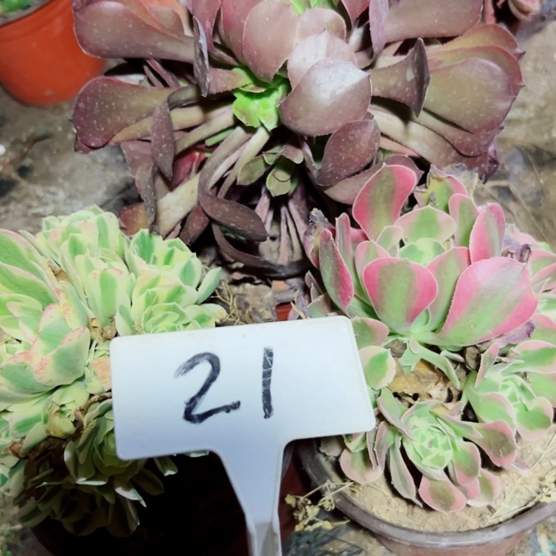 多肉植物组合3个不同