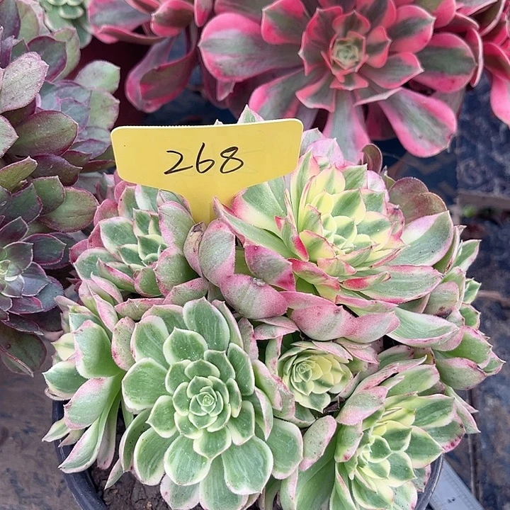 268一颗海鲜法师多肉