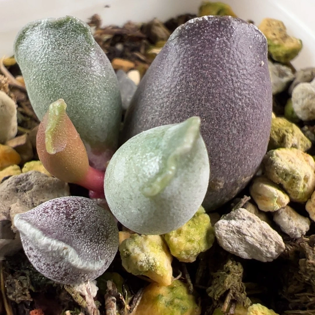 艺妓海豹多肉植物水泡