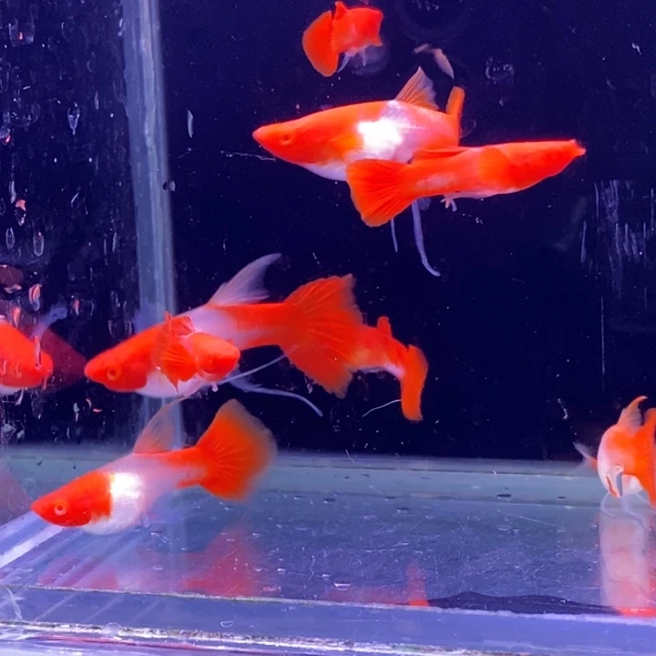 孔雀鱼红头飘带4对