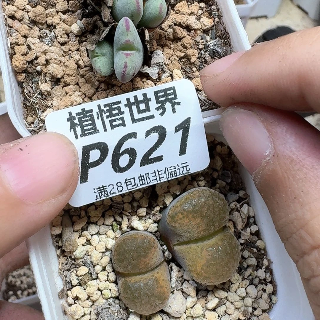 多肉植物的润泽的多
