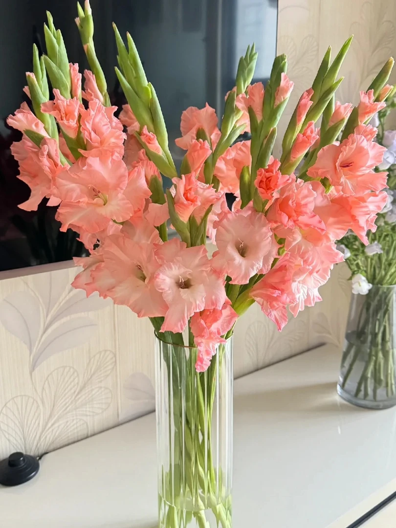 【探花甄选】粉色云海剑兰  云南基地直发 店内两单起发顺