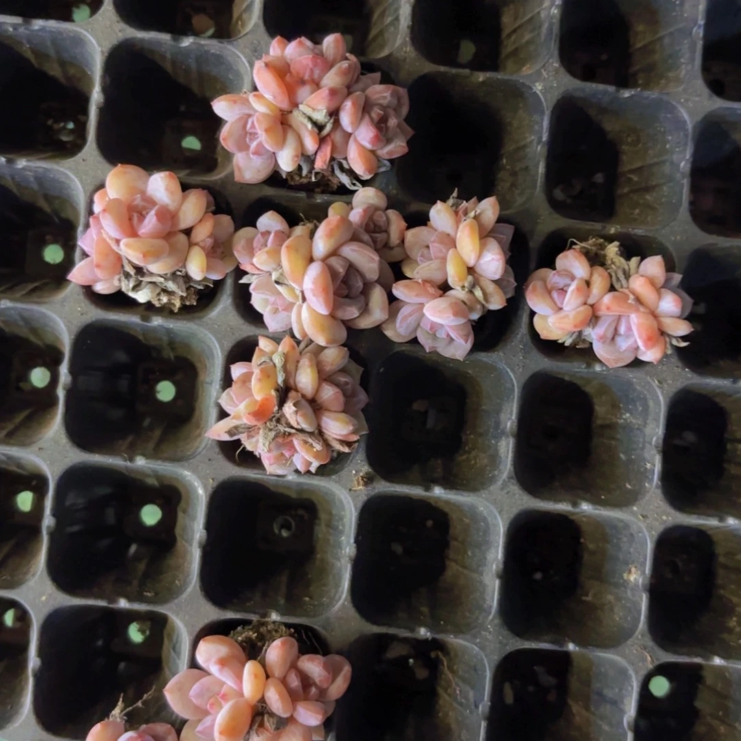 星影小群一刻起量拍