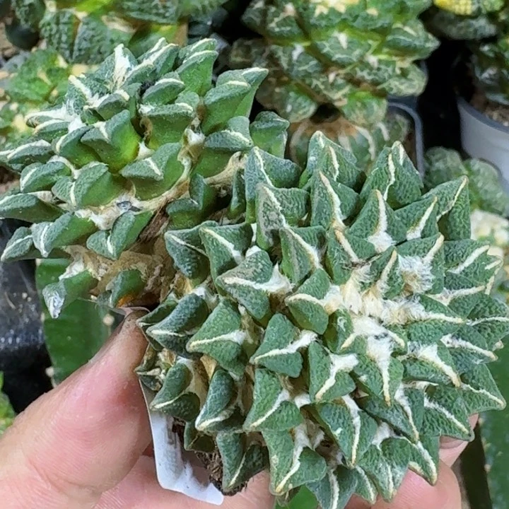 无花朵福利自根大黑牡丹191