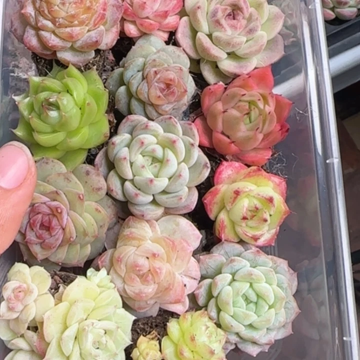 51新粉伴手礼盒拍一发12