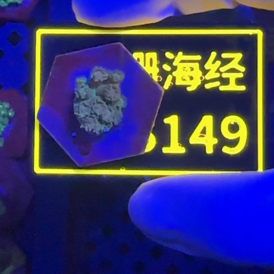 纽扣珊瑚游**鱼又又马卡龙B149