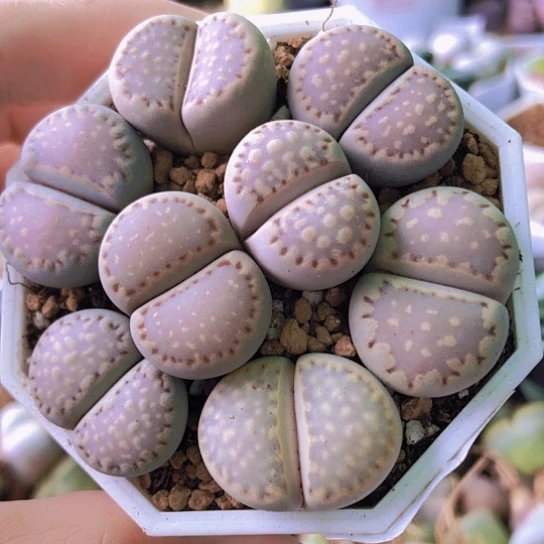 无花朵0984，，2-2.5厘米饼干