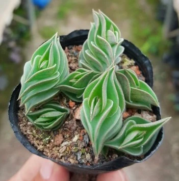 一帆风顺元宝玫瑰多肉植物多肉基地直销批发实物拍摄