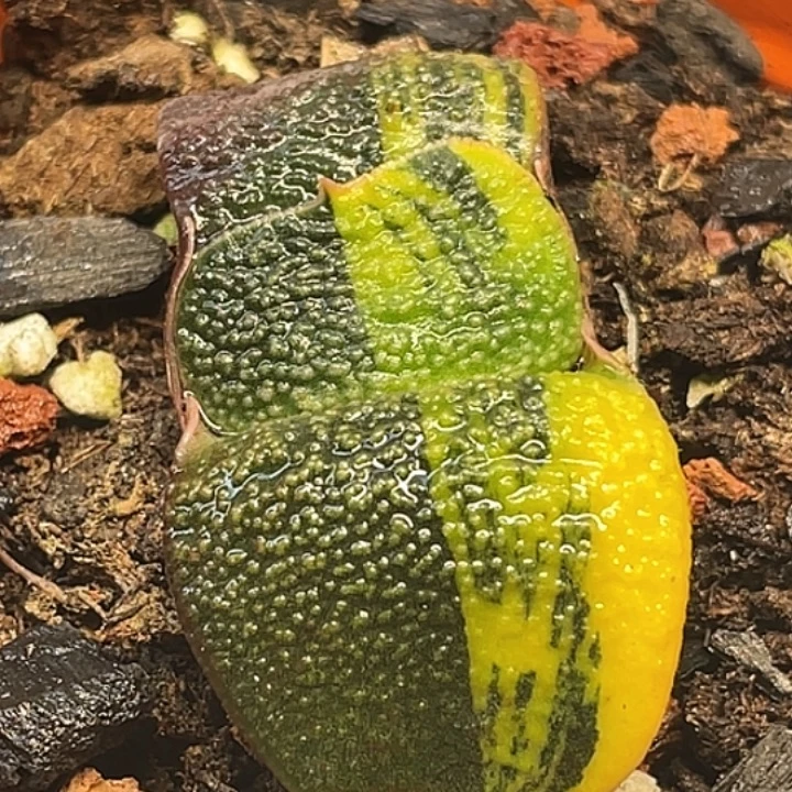 一物一拍竞拍福利拍