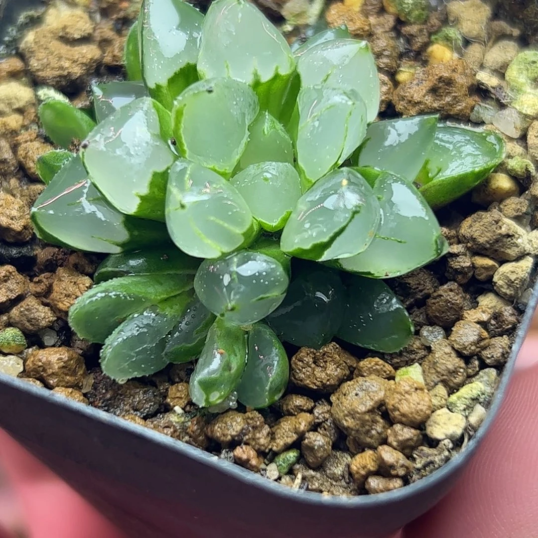 圣诞蜡烛十二卷多肉植物园