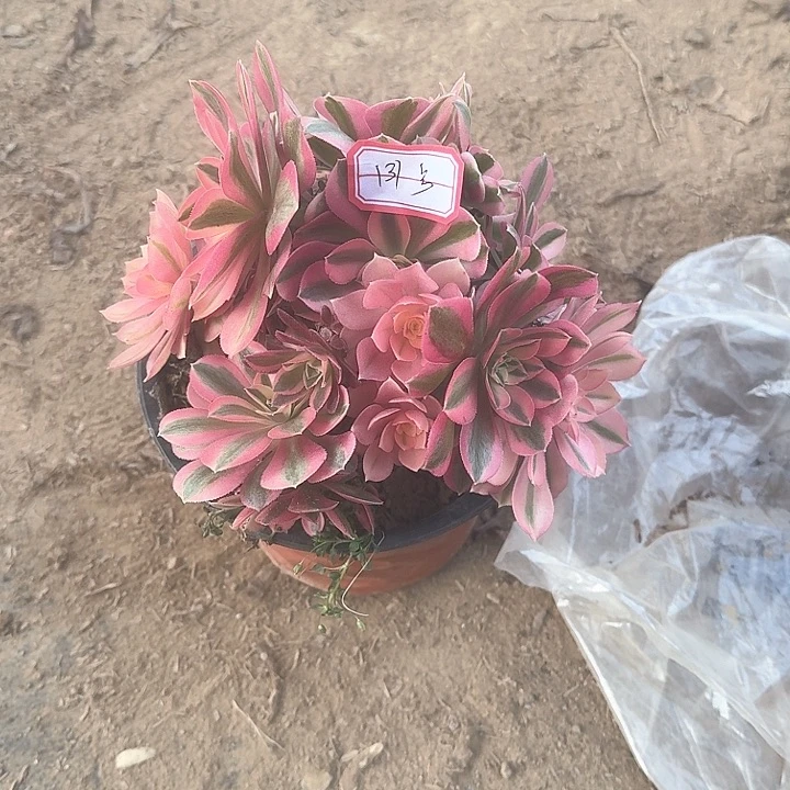 多肉植物女巫131号无售后