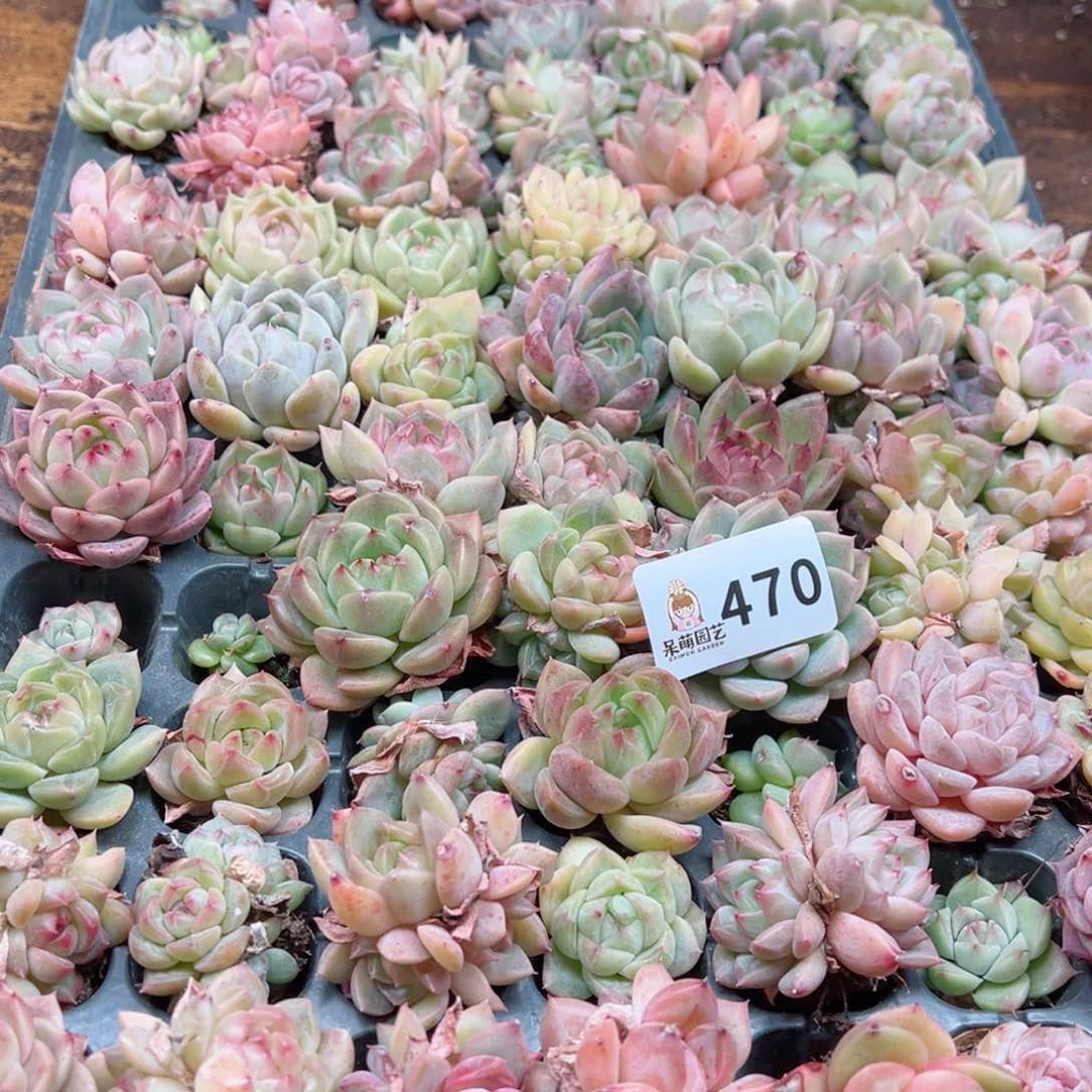 芽*多肉植物多肉植物