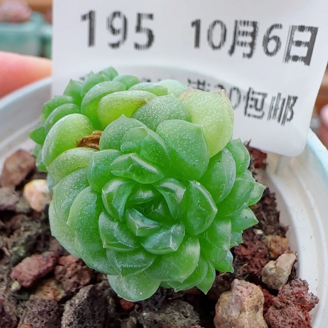 花语逸镜1006-195