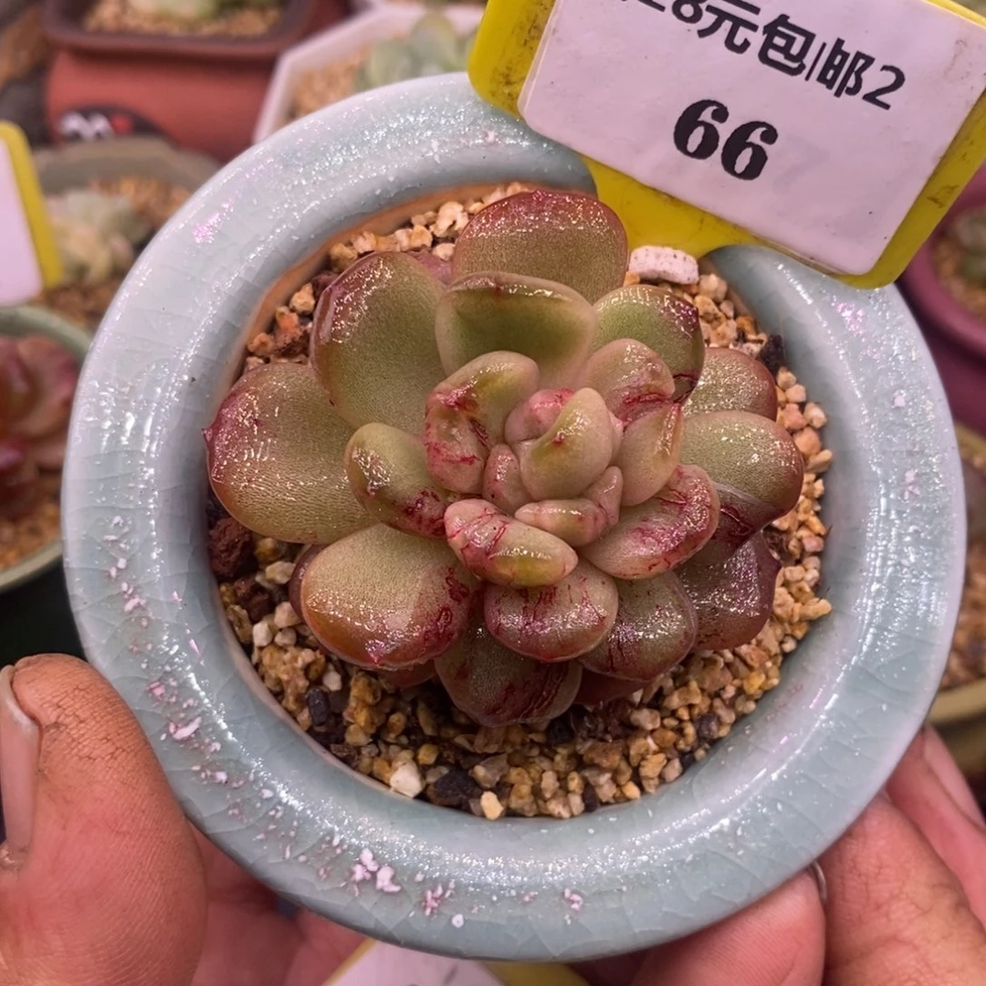 266红恋拉丝石化心带锦