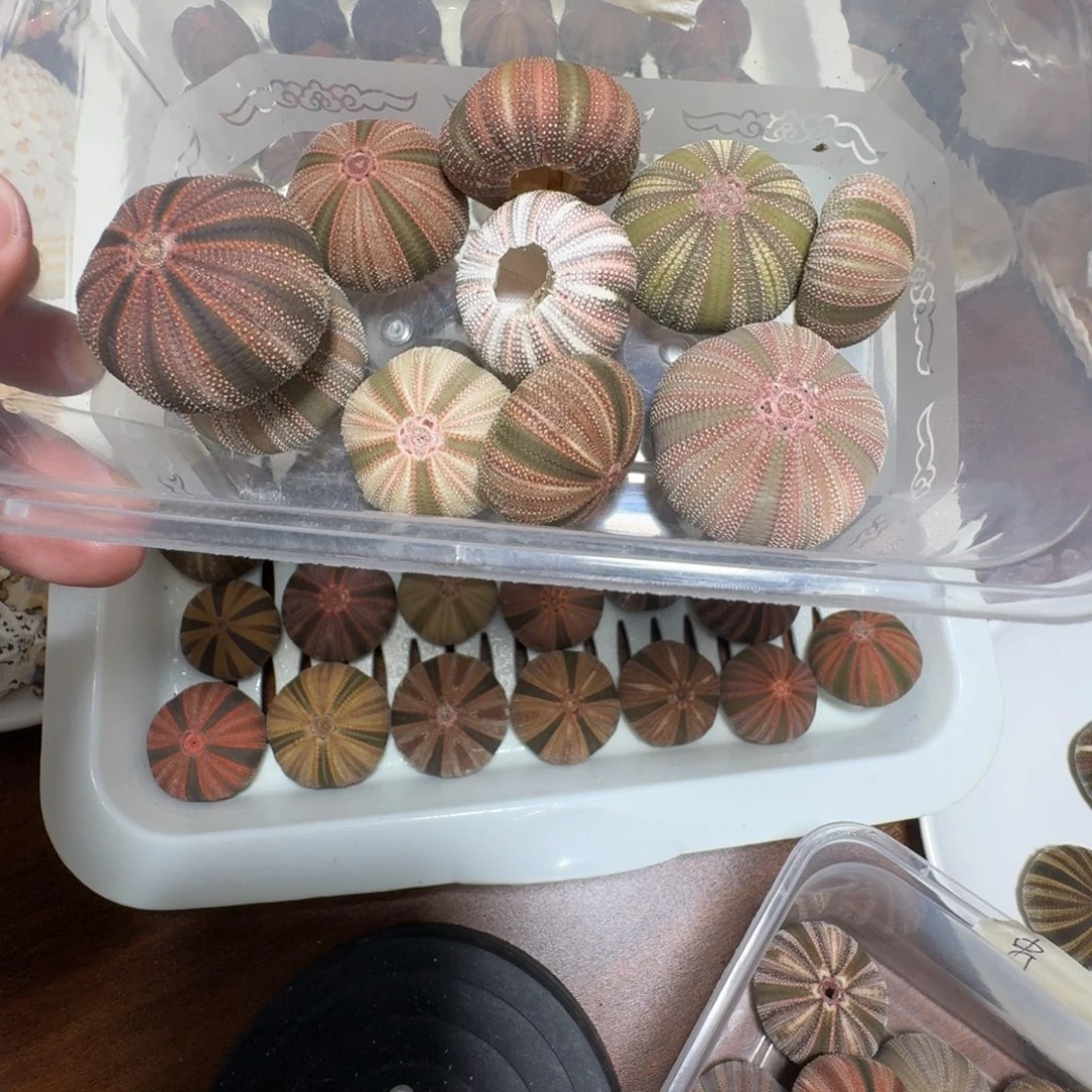 海胆混搭一物一拍