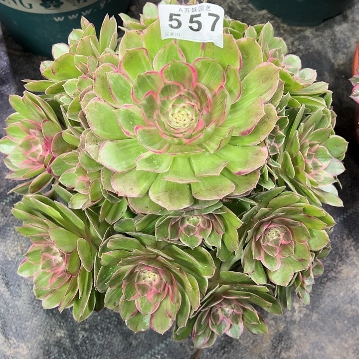 557莲花座多肉植物