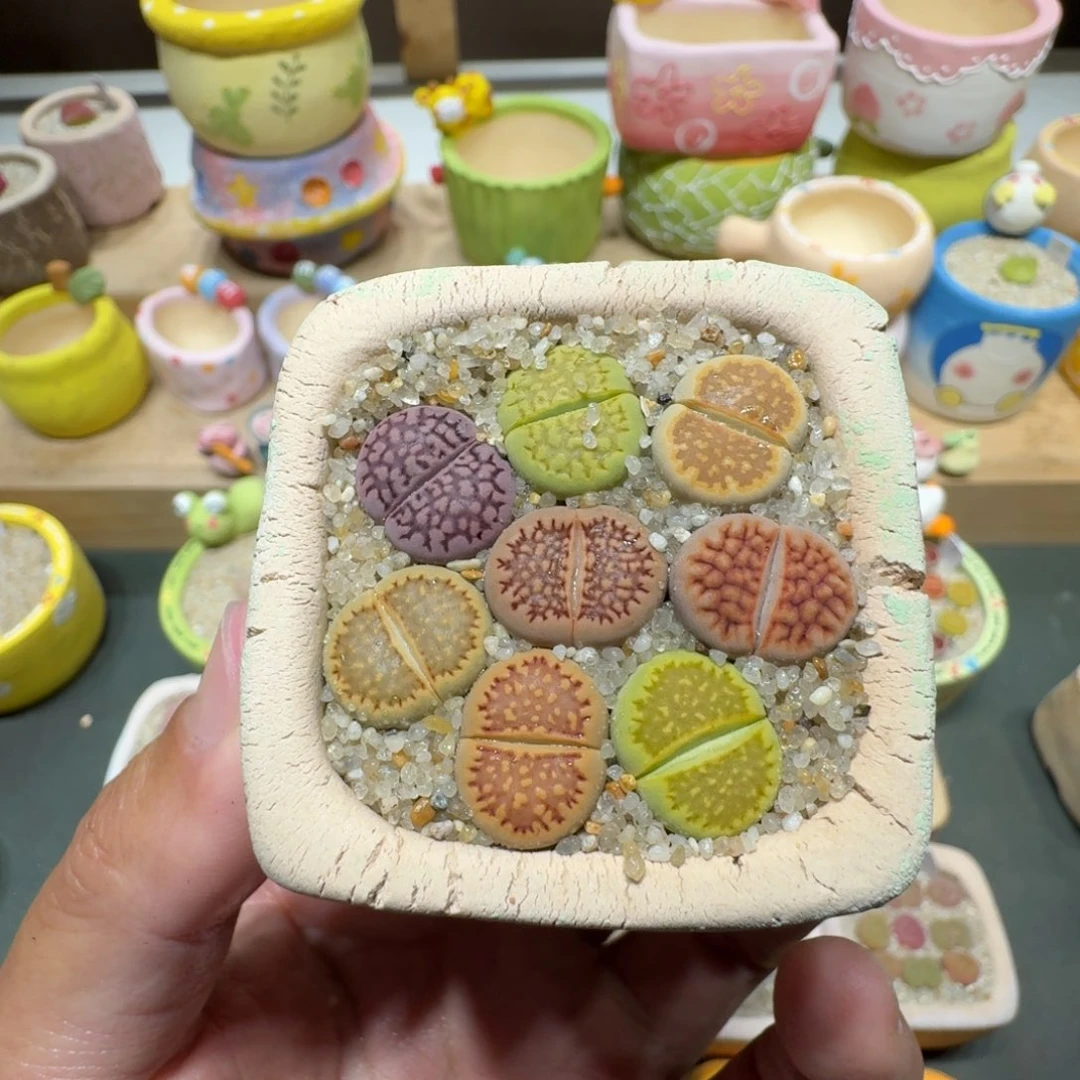蘑菇295巴厘彩拼