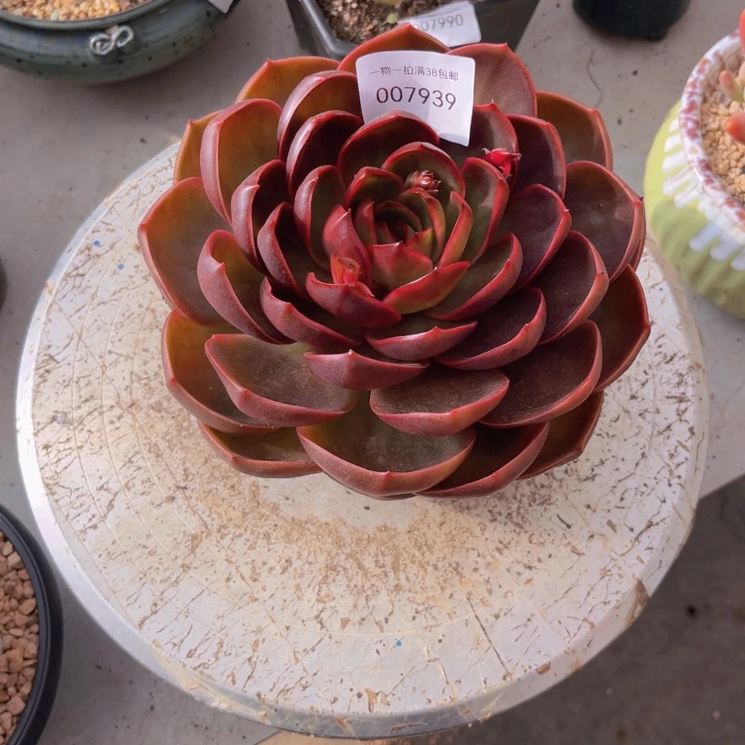 多肉一物一拍7939