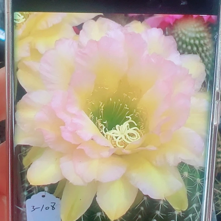 毛花柱108侧芽一棵