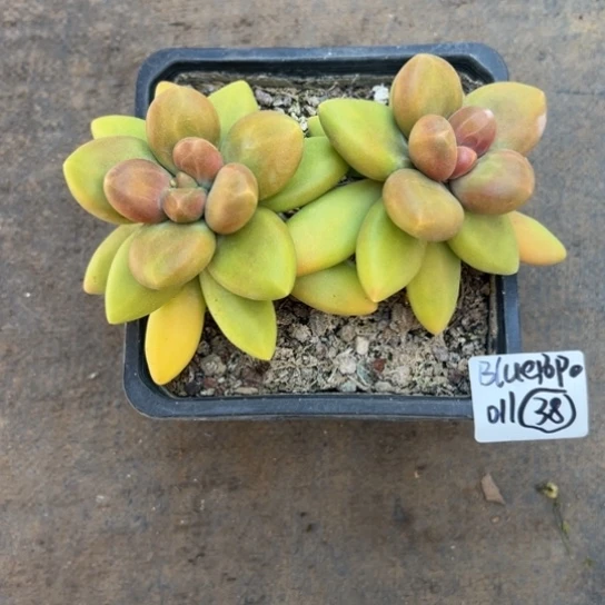 B****o谢谢姐姐，一物一拍011